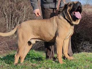 Cane Corso foto 1