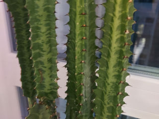 Кактус cactus kaktus Euphorbia trigona