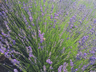 Lavanda foto 7