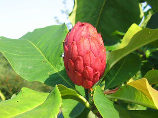 Магнолия трёхлепестная (Magnolia tripelata) foto 5
