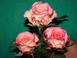 Vind trandafiri. avem peste 50 de sorturi. cultivam si plante decorative vesnic verzi . foto 5