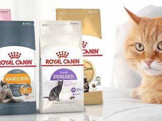 Корм для собак и кошек от фирмы Royal canin