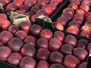 Помогу с отправкой яблок абрикос виноград черешню Россия Европа и другие страны