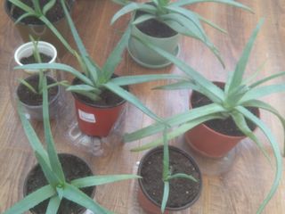 Aloe vera, dupa trei ani, si pina la trei ani, flori pentru casa, oficiu foto 2