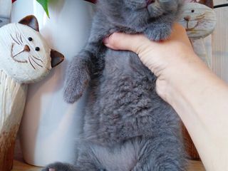 Scottish fold кошечка 2,5 месяцев foto 6