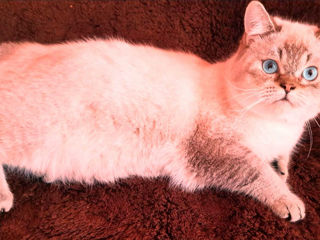 Motan Golden Chinchilla Point (Blue eyes) pt împerechere foto 1