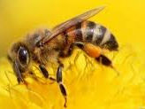 Învităm apicultorii  la polenizare.