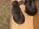 кролики foto 4