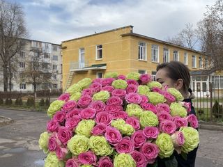 Trandafiri Olandezi 51-101 / pret angro foto 5