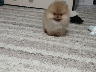 Spitz pomeranian(mini toy) foto 7