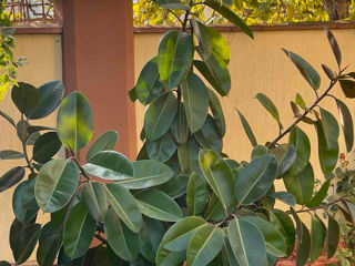 Ficus !!! foto 2