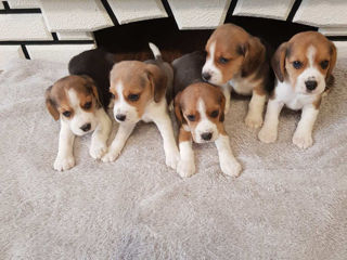 Beagle foto 3