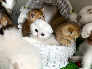 Scottish fold/straight foto 2