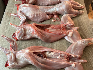 Carne de iepuri ! foto 1