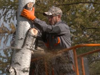 Taiere si indepartarea arborilor, Servicii Autoturn! foto 3