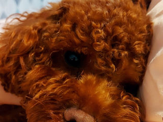 Toy poodle. Excellent red brown. foto 4