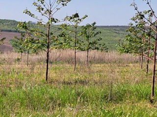 Paulownia foto 9