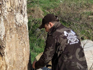 Defrisari - servicii profesionale! Curățare copaci! foto 3