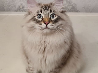 Siberian cat