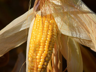 Porumb de la producator- 4,50lei/kg. Fălești. Кукуруза в зернах. foto 2