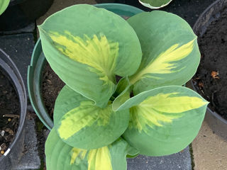 Vand diverse plante foto 6
