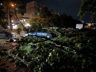 Interventii de urgenta in urma furtunii de aseara! Taiere copaci, crengi periculoase! foto 12