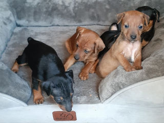 Pinscher foto 5