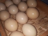 Ouă de Struti pentru Incubare foto 5