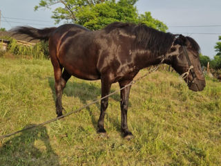 Iapă de vânzare – harnică și experimentată în lucrări agricole, preț - 10500lei foto 1