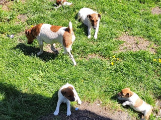 Catelusi Fox Terrier foto 3