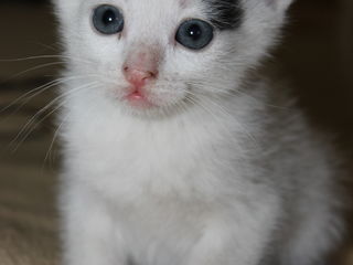 Pisici albe si pufoase in dar