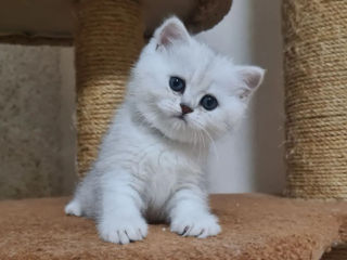 Британский белоснежный котик шиншила поинт. foto 2