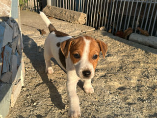 Jack Russell Terrier  foto 3