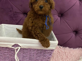 Toy poodle(Той пудель) foto 1