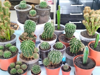 flori de camera cactusi