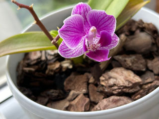 Орхидеи foto 1