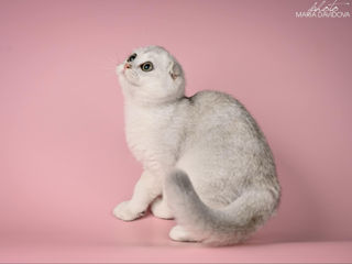 Шотландский веслоухий мальчик Scottish fold boy foto 3