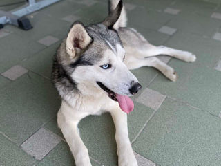 Husky urgent!!