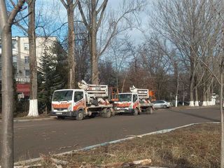 Chirie Autoturn ! Taierea copacilor in toata Moldova ! foto 13