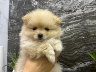 Spitz Pomeranian mini