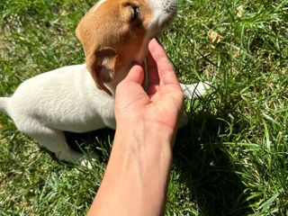 Câinișori Jack Russel Terrier foto 4