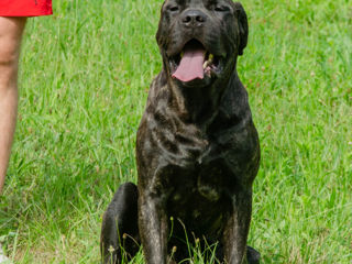 Montă, împerechere Cane Corso (Вязка Кане корсо)