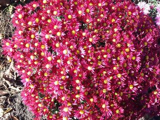 Crizanteme in ghiveci!!! Reducere totala foto 7