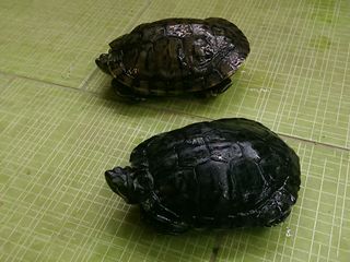 Красноухая черепаха foto 2