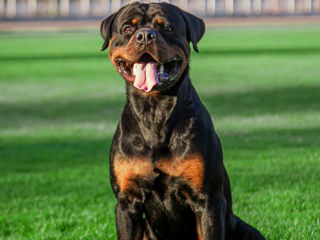 Catei Rottweiler foto 10