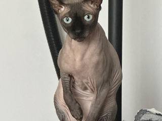 Monta Sphynx Canadian/ Вязка Канадский Сфинкс