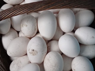 Oua de ghisca pentru incubare
