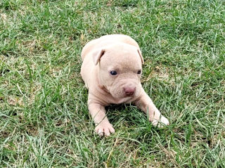 American Staffordshire Terrier foto 5