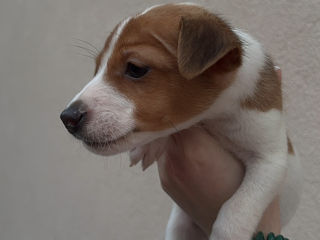 Jack russel