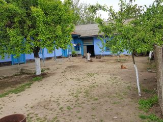 Casa in satul Tiganca situata pe 24 ari/sote: vita de vie + pomi fructiferi foto 1